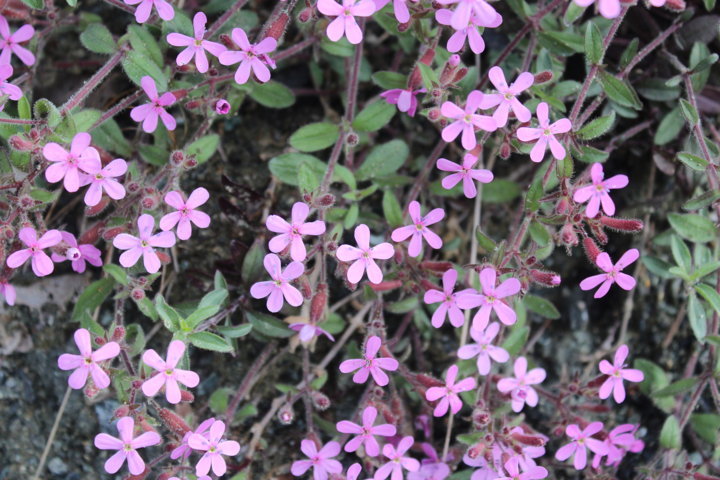 Saponaria ocymoides L.