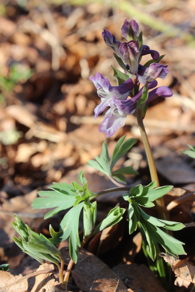 Corydalis cava (L.) Schweigg. & Krte subsp. cava