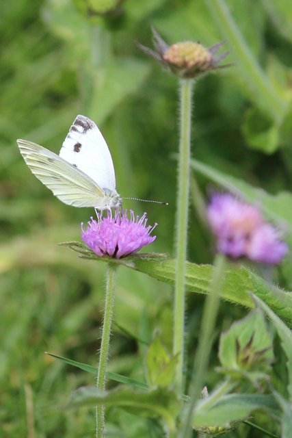 Farfalla dell''Antola