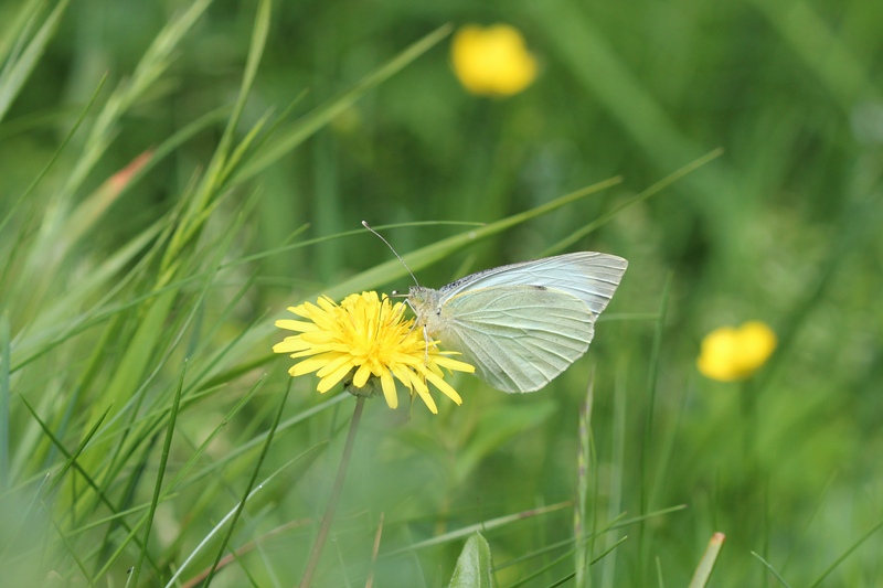 Farfalla dall''Antola