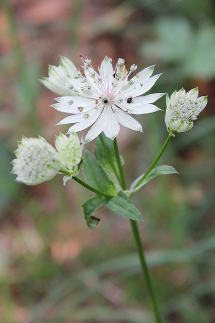 Astrantia major