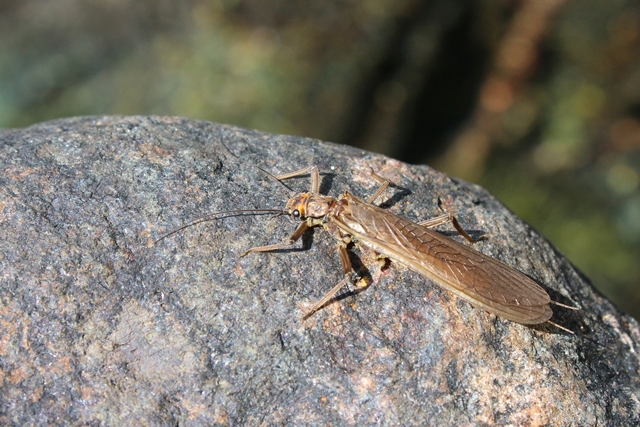 Dinocras del torrente Orba in prov. di Savona