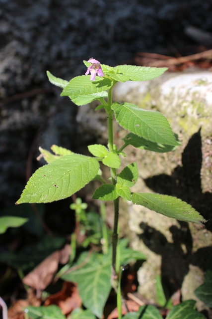 Lamiacea - Galeopsis sp.