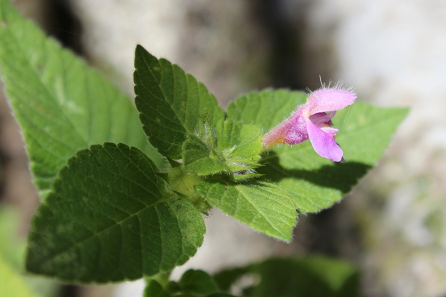 Lamiacea - Galeopsis sp.