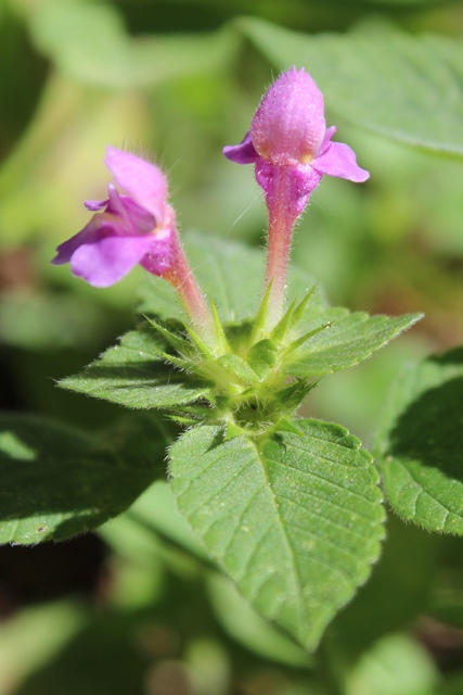 Lamiacea - Galeopsis sp.