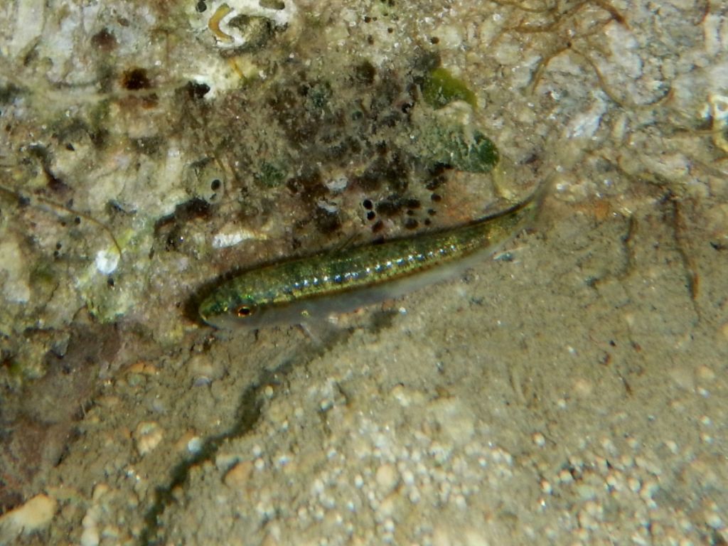 juvenile of Mullus sp. from Krk (Croatia)