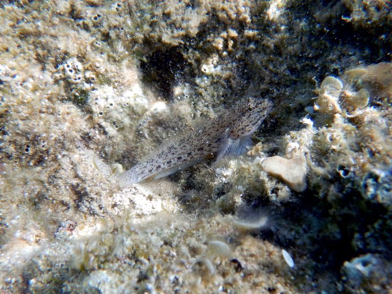 Gobius incognitus vs bucchichi - from Krk (Croatia)