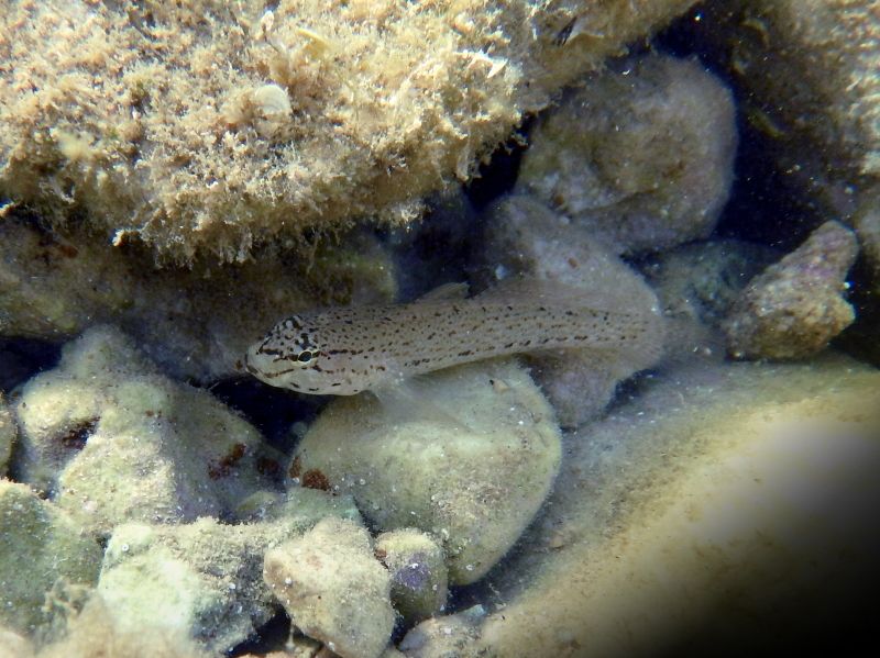 Gobius incognitus vs bucchichi - from Krk (Croatia)