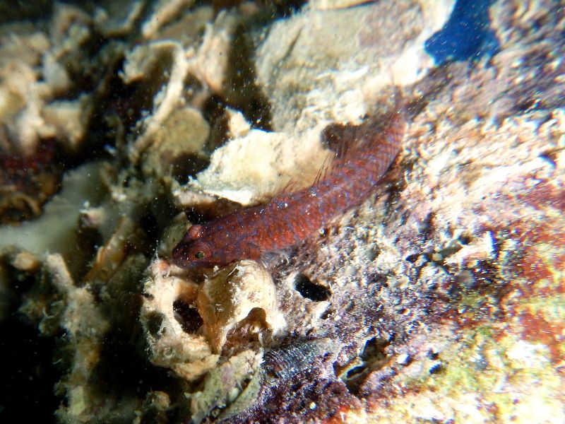 Corcyrogobius liechtensteini? (Krk/ Hr)