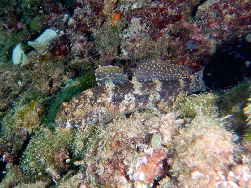 Gobius paganellus (Krk/ Hr)