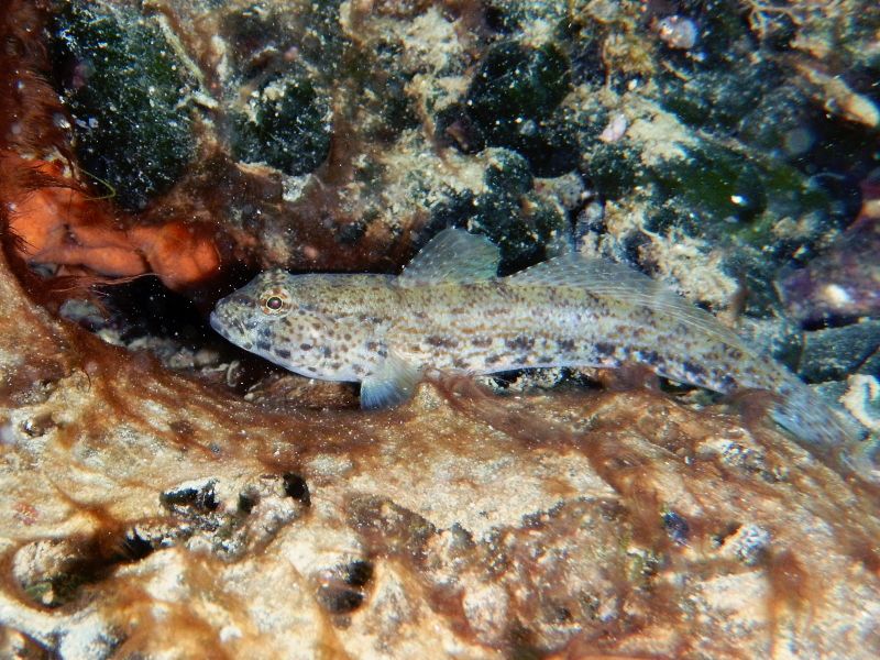 Gobius incognitus? (Krk/ Hr)