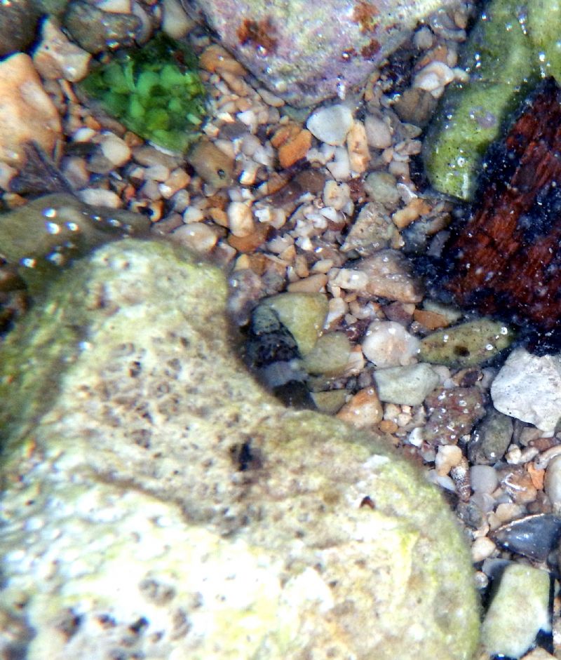 Chromogobius quadrivittatus? (Krk/ Hr)