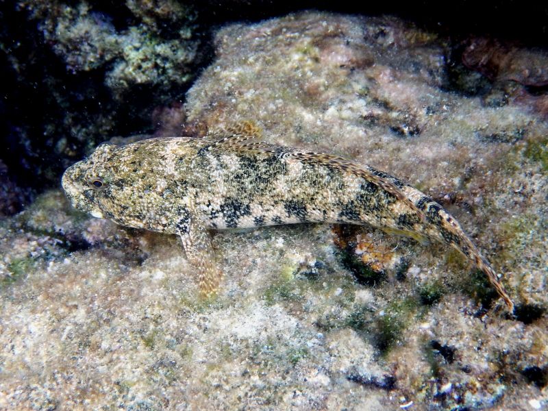 Gobius cobitis (Krk, Hr)