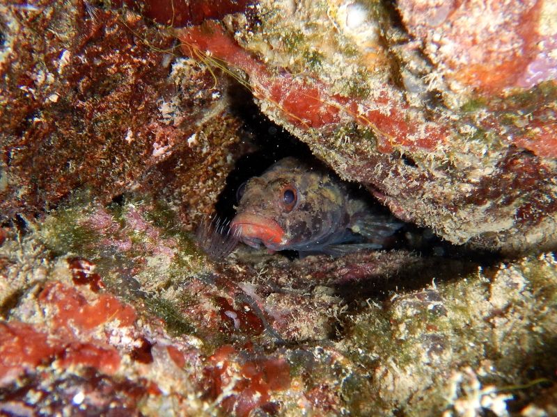 Gobius cruentatus (Krk, Hr)