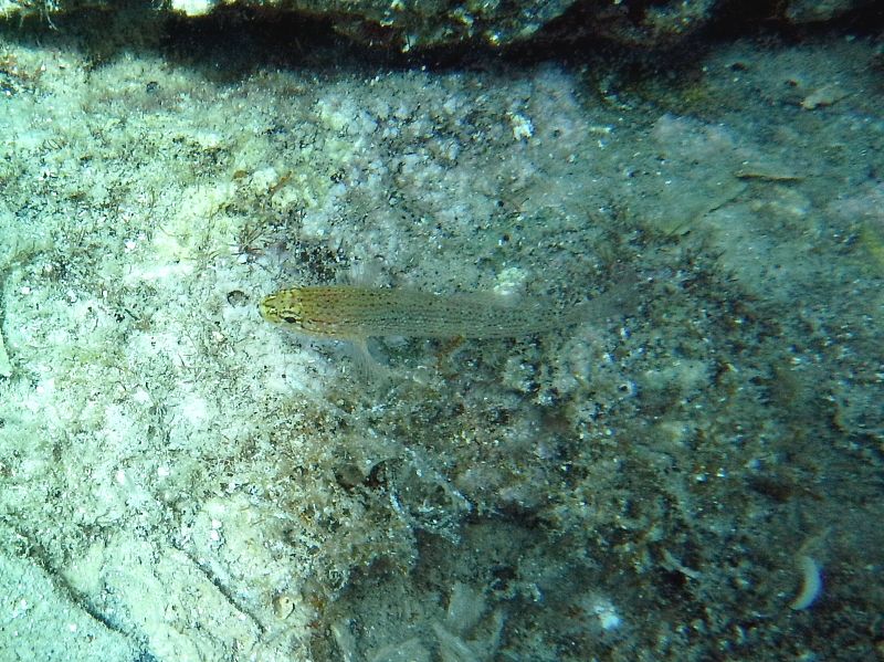 Gobius auratus (Krk, Hr)