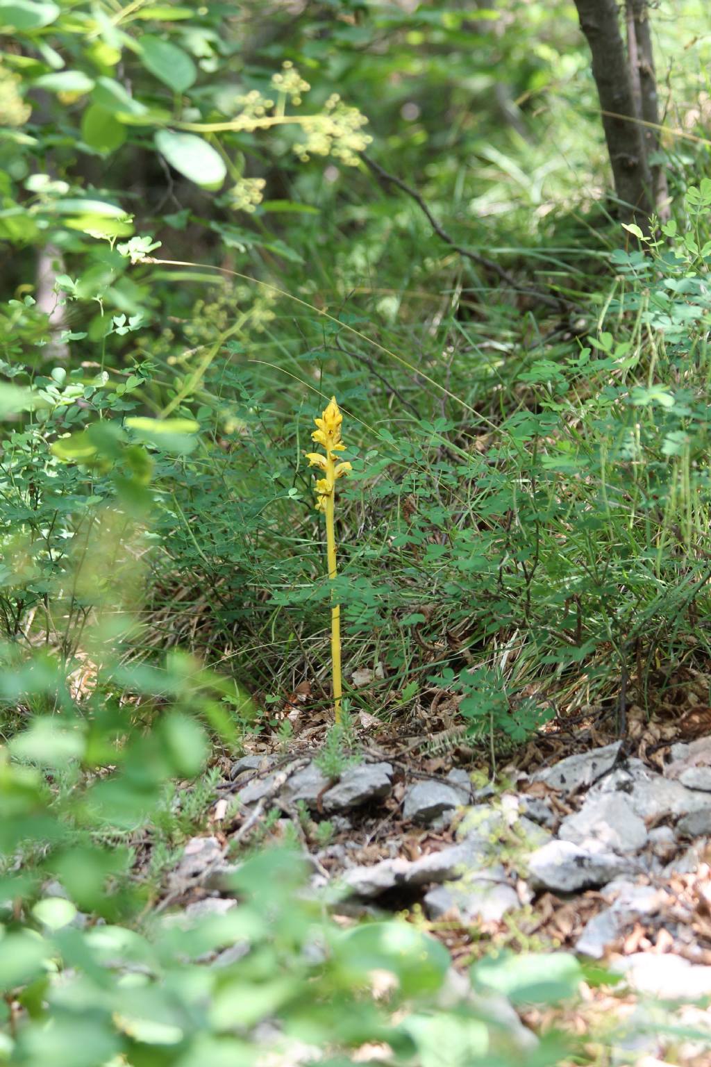 Orobanche gracilis forma citrina