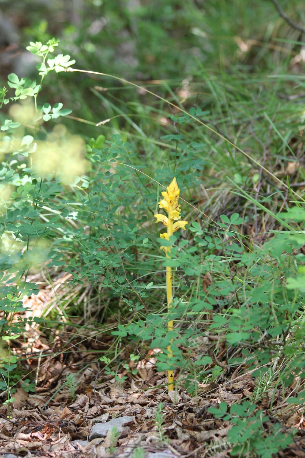 Orobanche gracilis forma citrina