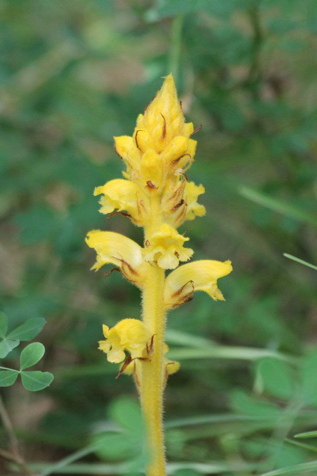 Orobanche gracilis forma citrina