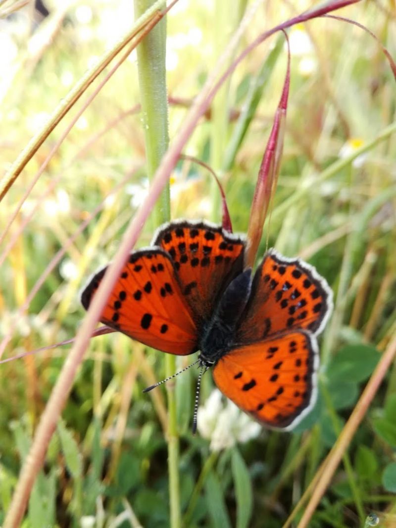 Lycaena alciphron, femmina