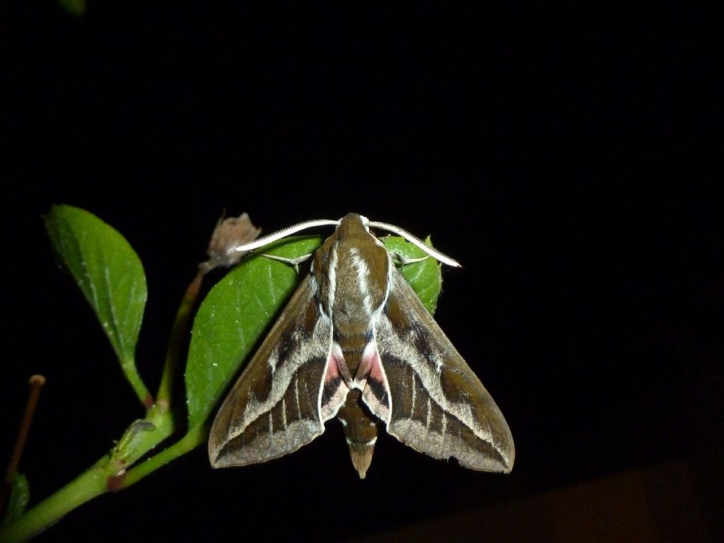 Hyles tithymali phaelipe, Sfinge dell''euforbia canaria