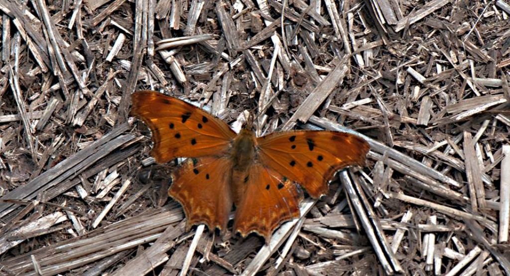 Vanessa dei muri, Polygonia egea