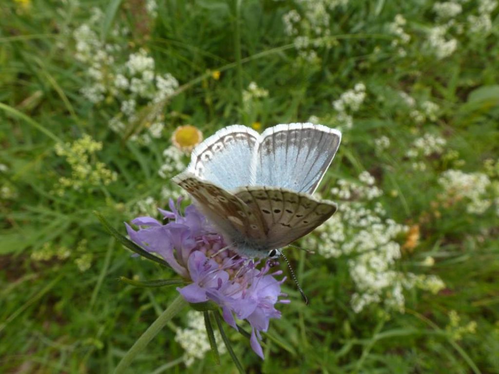 Polyommatus (Lysandra) coridon