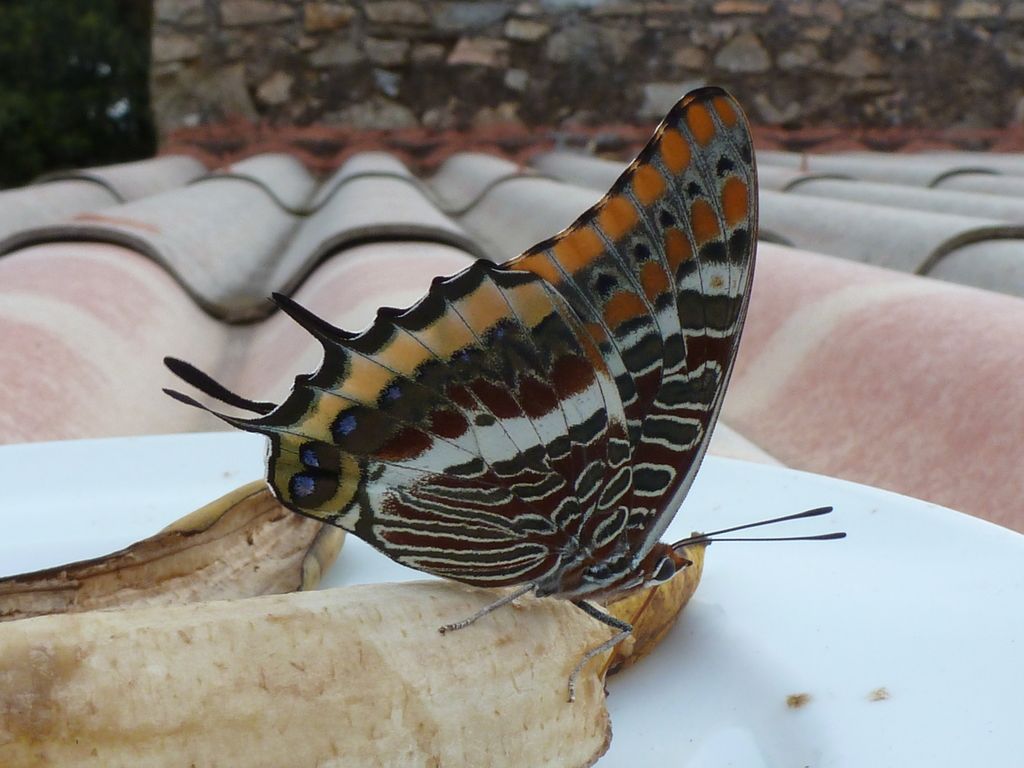 Charaxes jasius dalla Corsica