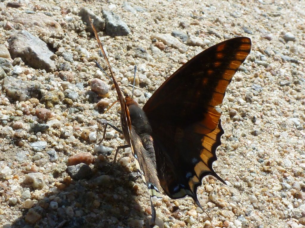 Charaxes jasius dalla Corsica