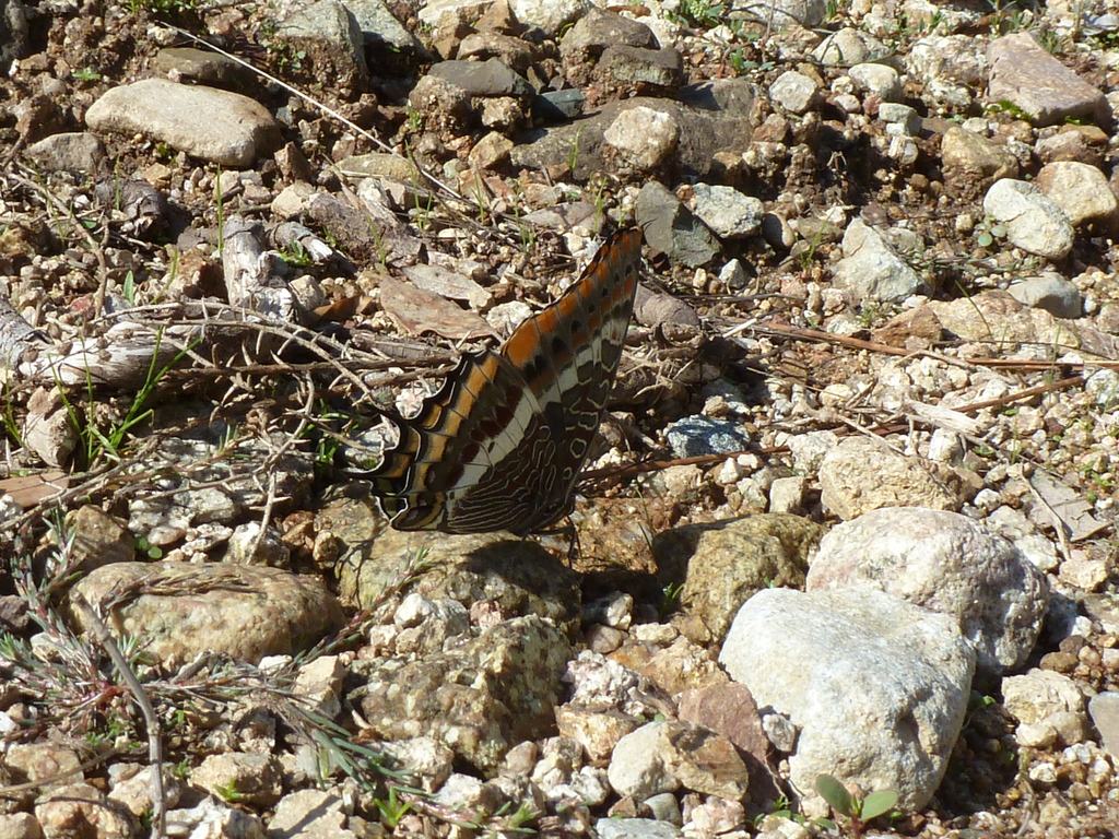 Charaxes jasius dalla Corsica