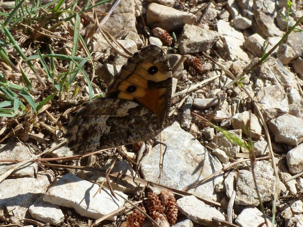 I selvaggi Monti Aurunci