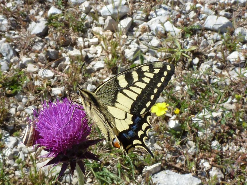 I selvaggi Monti Aurunci