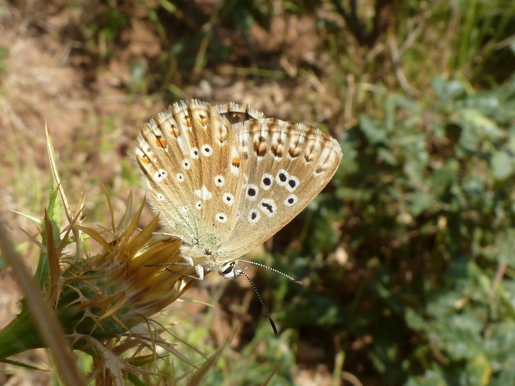 I selvaggi Monti Aurunci