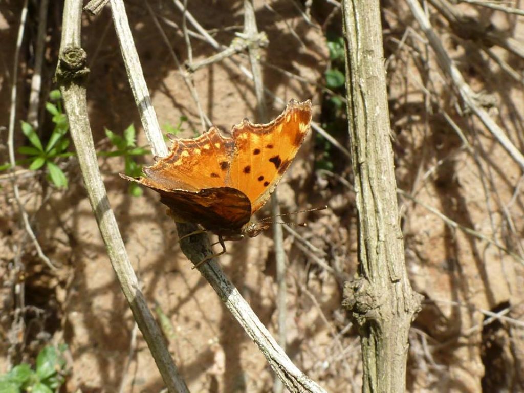 Polygonia egea, la farfalla cittadina