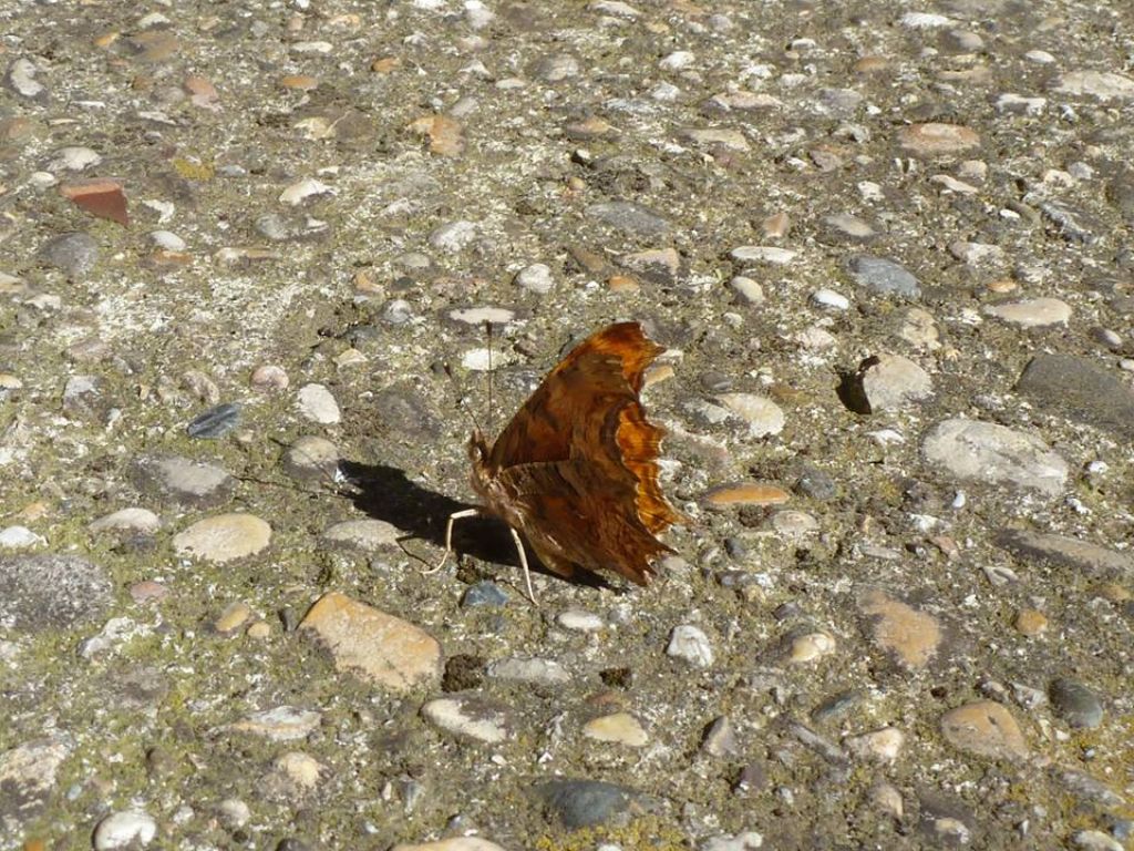 Polygonia egea, la farfalla cittadina