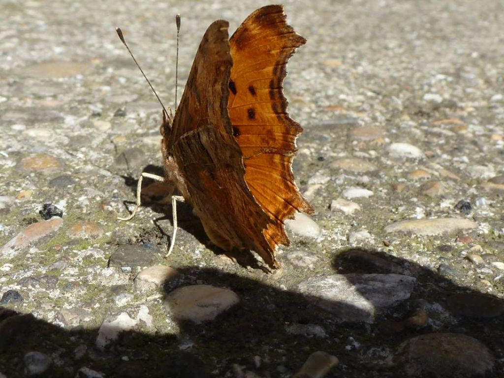 Polygonia egea, la farfalla cittadina