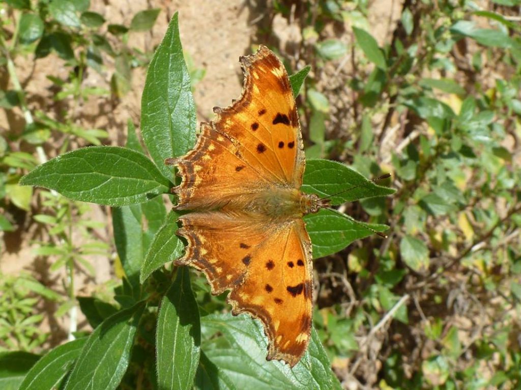 Polygonia egea, la farfalla cittadina