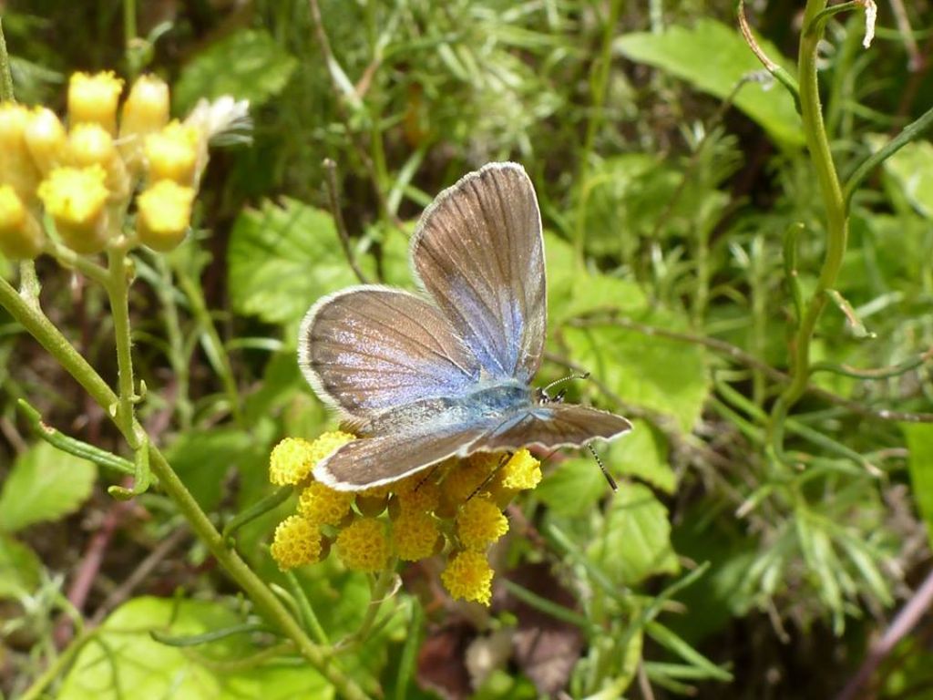 Lycaeides corsica, Plebejus bellieri o altro? Come chiamare questa farfalletta?