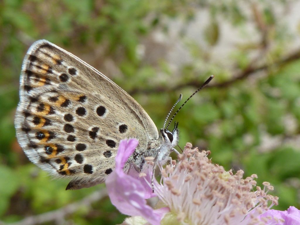 Lycaeides corsica, Plebejus bellieri o altro? Come chiamare questa farfalletta?