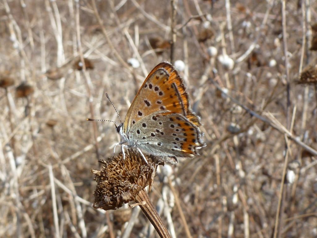 Lycaena thersamon