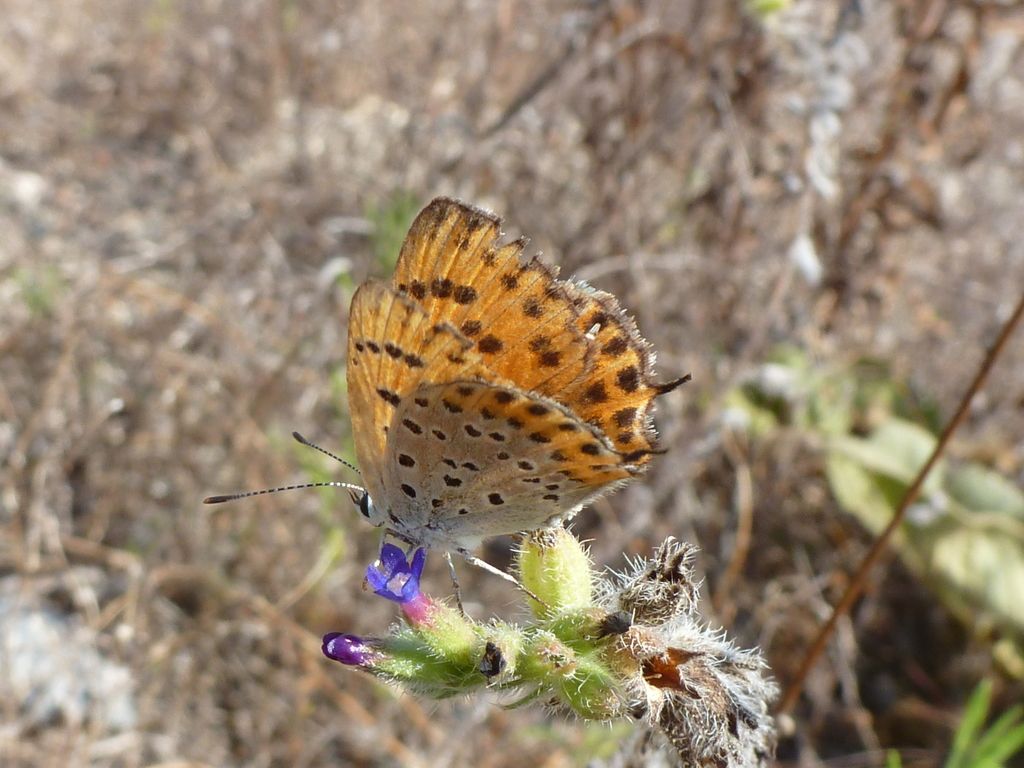 Lycaena thersamon