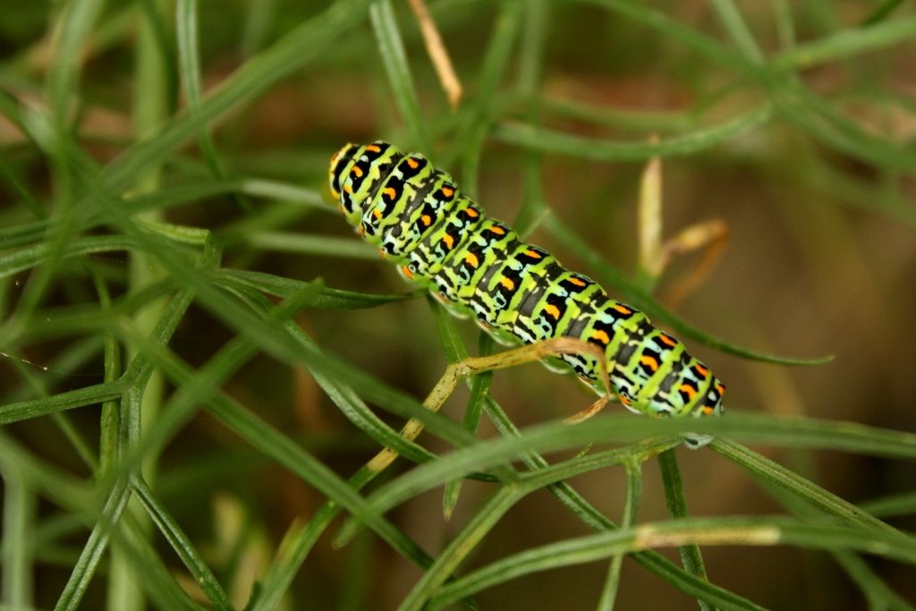 Papilio hospiton, adulti e bruchi di differenti popolazioni