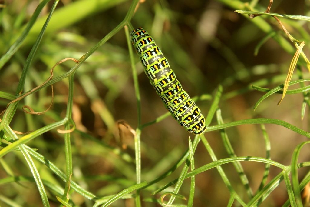 Papilio hospiton, adulti e bruchi di differenti popolazioni