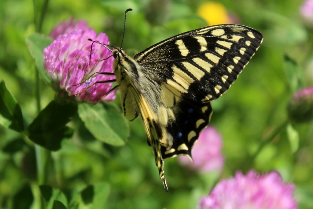 Papilio hospiton, adulti e bruchi di differenti popolazioni