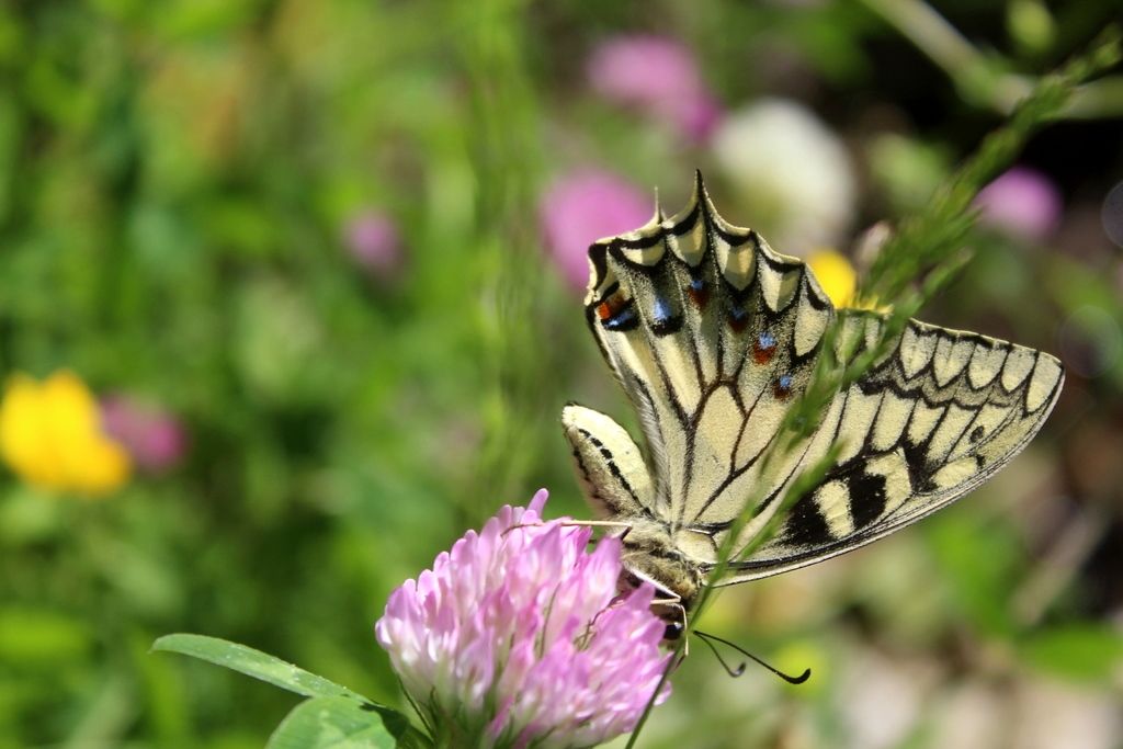 Papilio hospiton, adulti e bruchi di differenti popolazioni