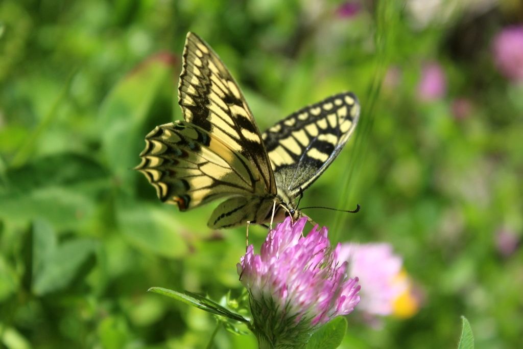 Papilio hospiton, adulti e bruchi di differenti popolazioni