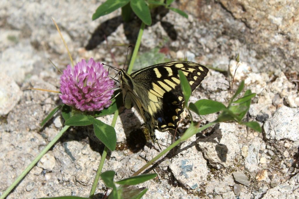 Papilio hospiton, adulti e bruchi di differenti popolazioni