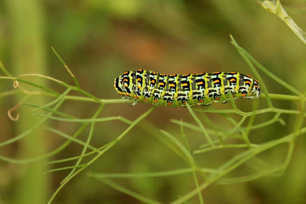 Papilio hospiton, adulti e bruchi di differenti popolazioni