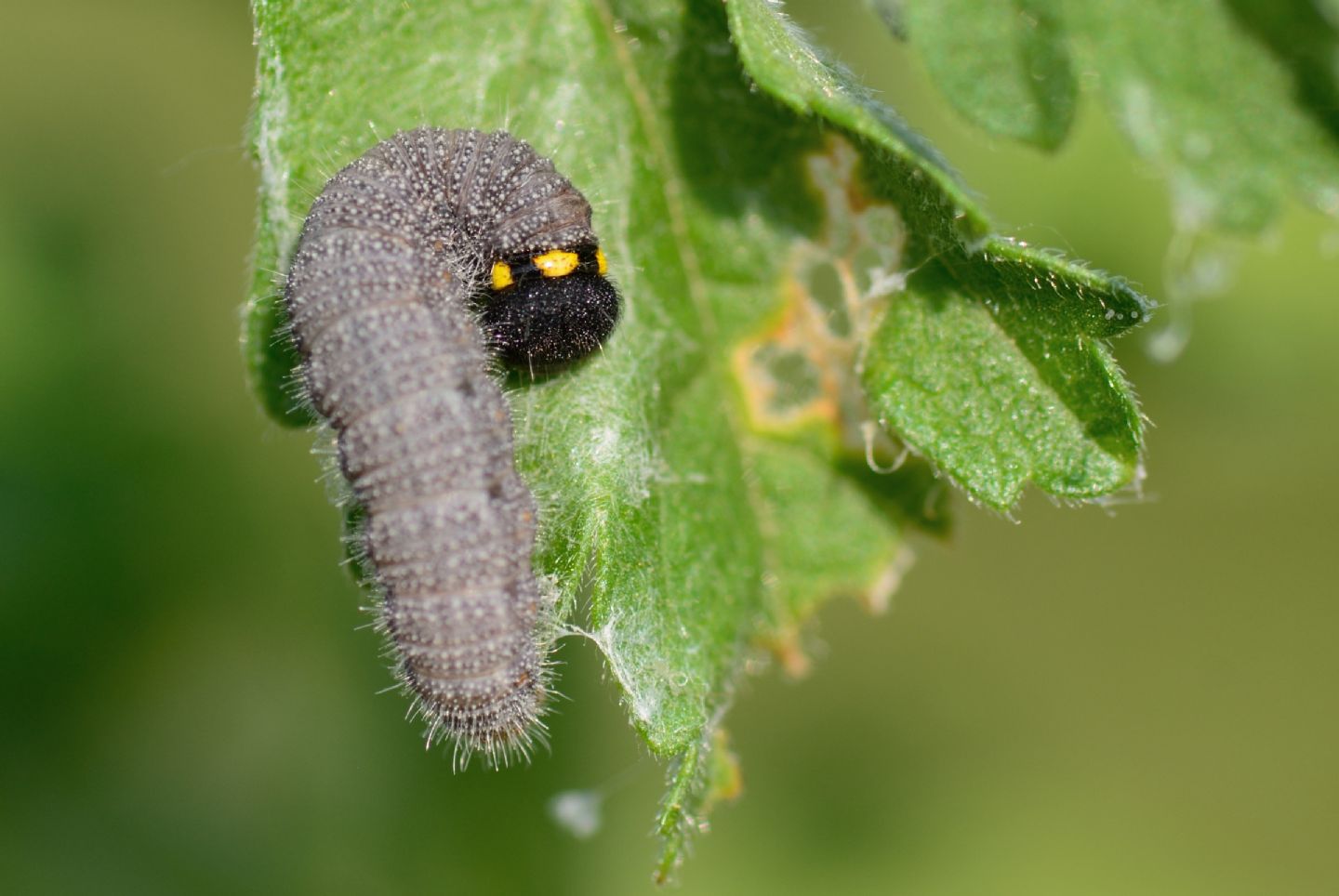 Piccolo bruco da identificare: Carcharodus alceae - Hesperiidae