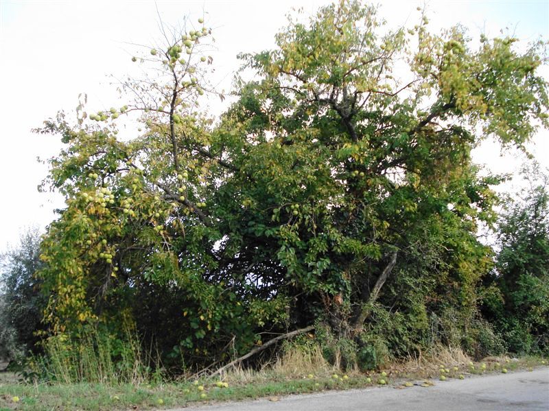 Quiz...vegetale: Maclura pomifera