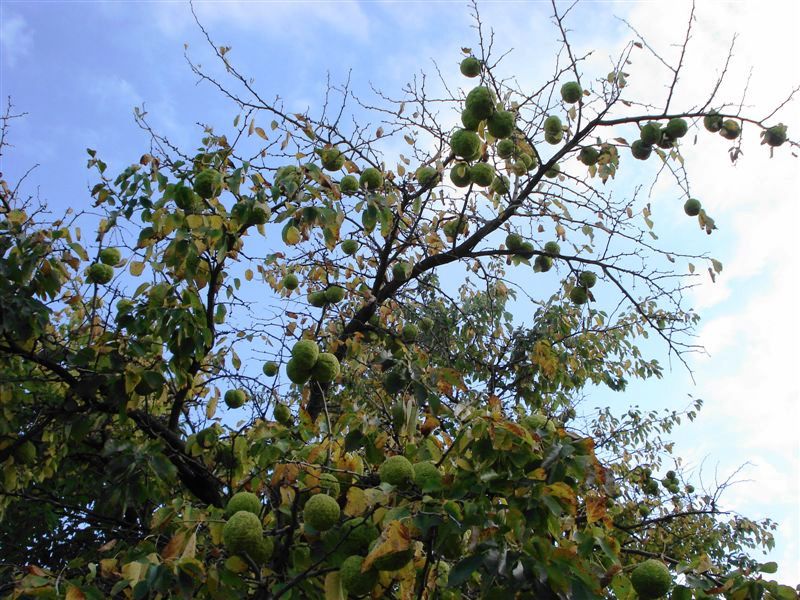 Quiz...vegetale: Maclura pomifera